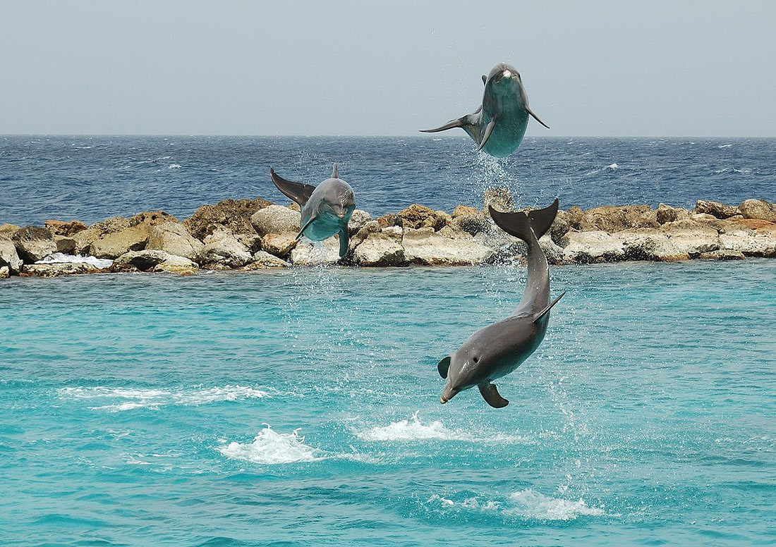 Шоу дельфинов в морском аквариуме Кюрасао