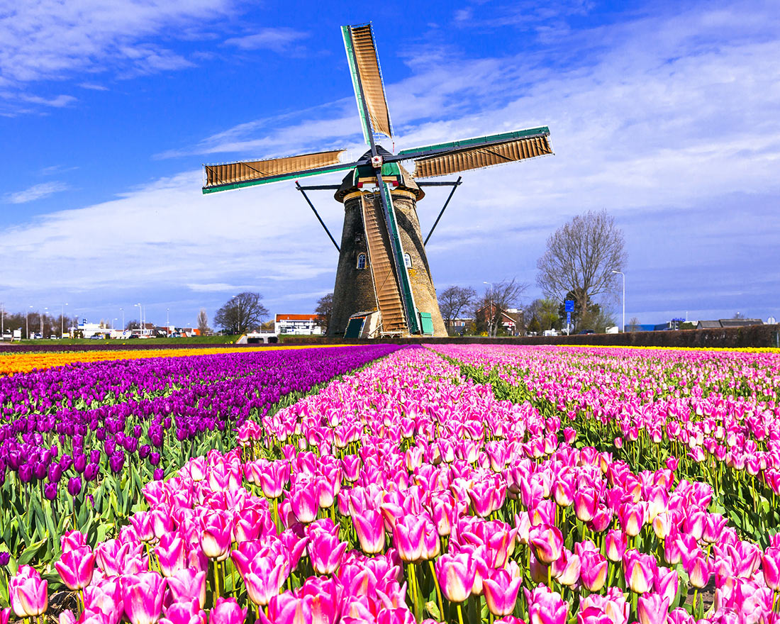 Голландская мельница на фоне поля тюльпанов