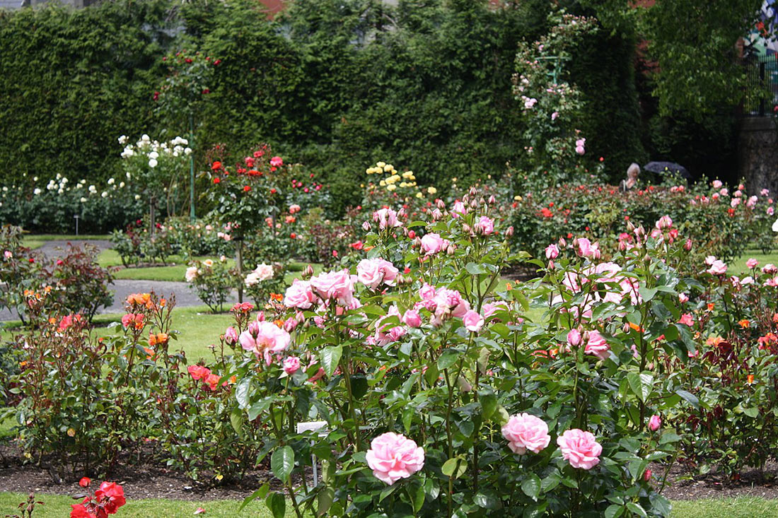 Национальный ботанический сад Ирландии